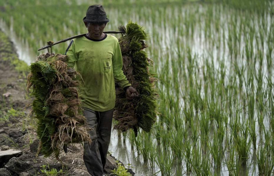 foto seorang petani di sawah